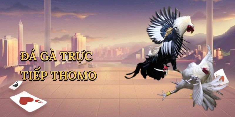 Đá gà trực tiếp Thomo