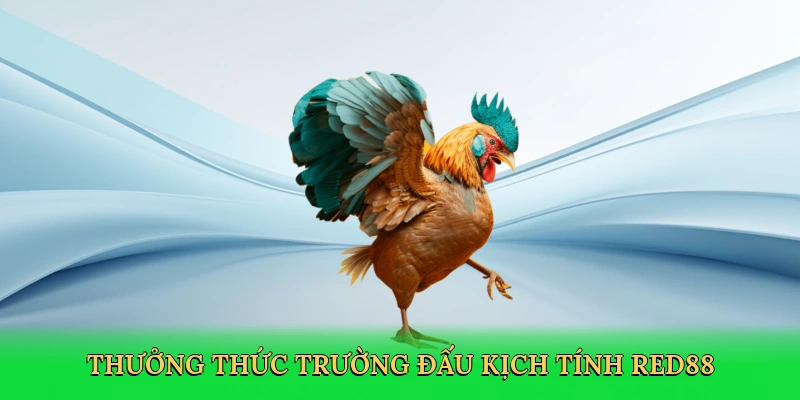 Đá Gà Trực Tiếp Thomo RED88 &#8211; Trải Nghiệm Cá Cược Đỉnh Cao
