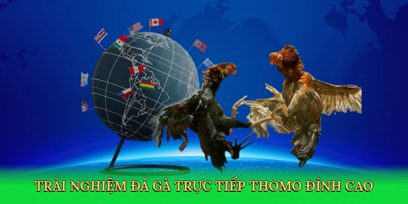 Đá Gà Trực Tiếp Thomo RED88 &#8211; Trải Nghiệm Cá Cược Đỉnh Cao