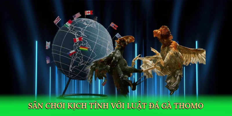 Sân chơi kịch tính với luật đá gà thomo