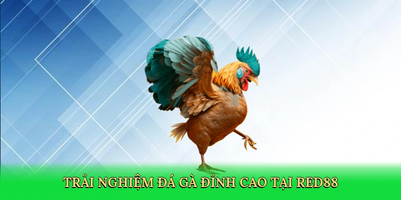 Trải nghiệm đá gà đỉnh cao tại Red88