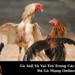 Gà Asil Và Vai Trò Trong Các Giải Đấu Đá Gà Mạng Online