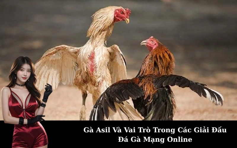 Gà Asil Và Vai Trò Trong Các Giải Đấu Đá Gà Mạng Online