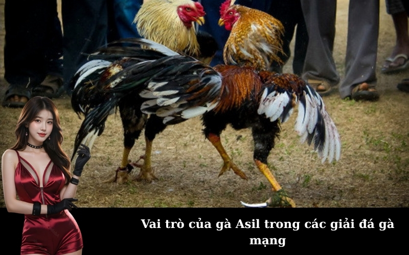 Vai trò của gà Asil trong các giải đá gà mạng